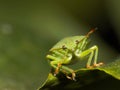 Green shield bug