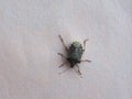 green shield bug animal of class Insecta (insects
