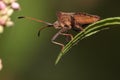 Shield bug on a budding flower.