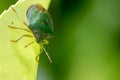 Green shield bug insect. Face and antenna selective focus close-up