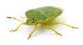 Green shield bug isolated on white Royalty Free Stock Photo