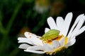 Green shield bug larvae on a chamomile