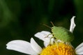 Green shield bug larvae on a chamomile