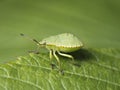 Green shield bug