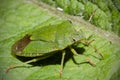 Green Shield Bug on green leaf