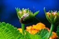 Green shield bug on little flower Royalty Free Stock Photo