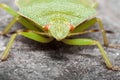 Green shield bug macro Royalty Free Stock Photo