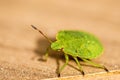 Green shield bug, nymph Royalty Free Stock Photo