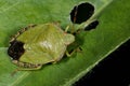 Green shield bug, palomena prasina Royalty Free Stock Photo