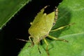 Green shield bug, palomena prasina Royalty Free Stock Photo