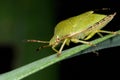 Green shield bug, palomena prasina Royalty Free Stock Photo