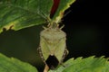 Green shield bug, palomena prasina Royalty Free Stock Photo