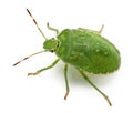 Green shield bug, Palomena prasina