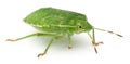 Green shield bug, Palomena prasina Royalty Free Stock Photo