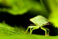 Green shield bug. Palomena prasina Royalty Free Stock Photo