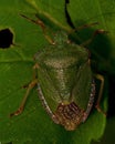 Green shield bug, Palomena prasina adult Royalty Free Stock Photo