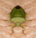 Green Shieldbug aka Palomena prasina - Portrait