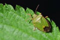 Green Shield Bug Palomena prasina Royalty Free Stock Photo