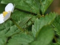 Green shield bug ( palomena prasina )