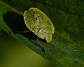 Green shield bug, Palomena prasina nymphs