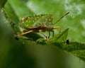 Green shield bug, Palomena prasina after the rain Royalty Free Stock Photo