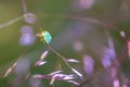 Green shield bug, Palomena prasina, soft focus