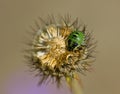 Green Shield Bug on Scabious Royalty Free Stock Photo
