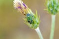 Green shield bug or stink bug on flower , Hemiptera insect , Pentatomidae