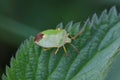 Green Shield Bug or Stink Bug (Palomena prasina) on leaf Royalty Free Stock Photo