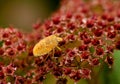 Green Shield Bug yellow morph