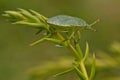 Green Shieldbug