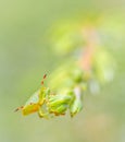 Green Shieldbug