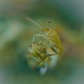 Green Shieldbug