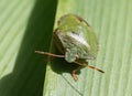 Green Shieldbug aka Palomena prasina - front view Royalty Free Stock Photo