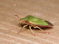 Green Shieldbug aka Palomena prasina - side view