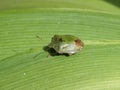 Green Shieldbug aka Palomena prasina - top view