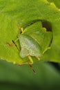 Green Shieldbug, Green Shieldbug Palomena Prasina camouflages perfectly against green leaves and foliage. Macro image showing head