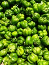 Green Shimla Mirch Royalty Free Stock Photo