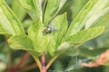 A green shimmering blowfly sits on a leaf of a tree in the garden in nature in the sun and glistens, Germany