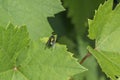 A green shimmering blowfly sits on a leaf of a tree in the garden in nature in the sun and glistens, Germany