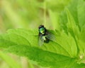 Green shining fly in field, Lithuania Royalty Free Stock Photo