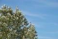 Green shining foliage against a blue sky Royalty Free Stock Photo