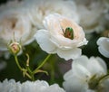 Green shining rose chafer diving into a white rose blossom on blurred natural background and a bright sunny day