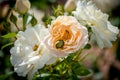 Green rose chafer on a white apricot rose blossom on blurred natural summer background, bright sunshine