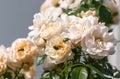 Green shining rose chafers on white rose blossoms, a bee approaching,blurred natural background, bright sunshine