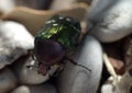 Green Shiny Beetle Closeup within Stones