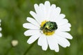Beetle, rose chafer beetle on marguerite, Cetonia aurata. Green shiny rose chafer beetle sitting in pollen. Royalty Free Stock Photo