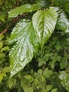 green shiny fresh leaves