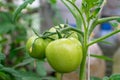 Green shiny tomatoes on a branch in a greenhouse Royalty Free Stock Photo