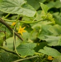 Green shoots of cucumber leaves with yellow flowers. Future green vegetables, agronomy, agriculture. Royalty Free Stock Photo